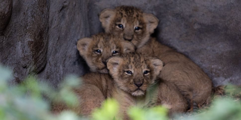 Endangered Asiatic lion cubs b...