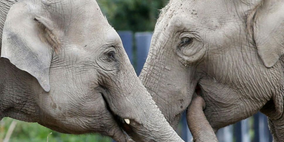 Third elephant at Dublin Zoo c...