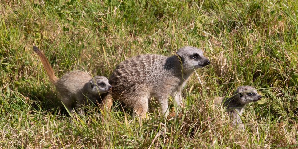 Fota Wildlife Park welcomes tw...