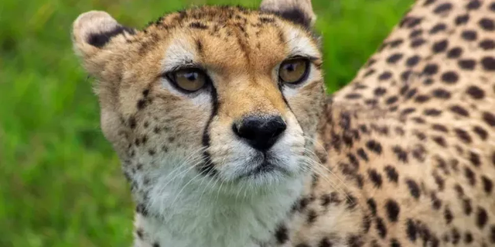 A cheetah from Fota Wildlife P...