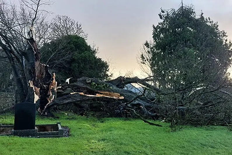 Tree which stood in Strokestown for over 300 years felled by storm