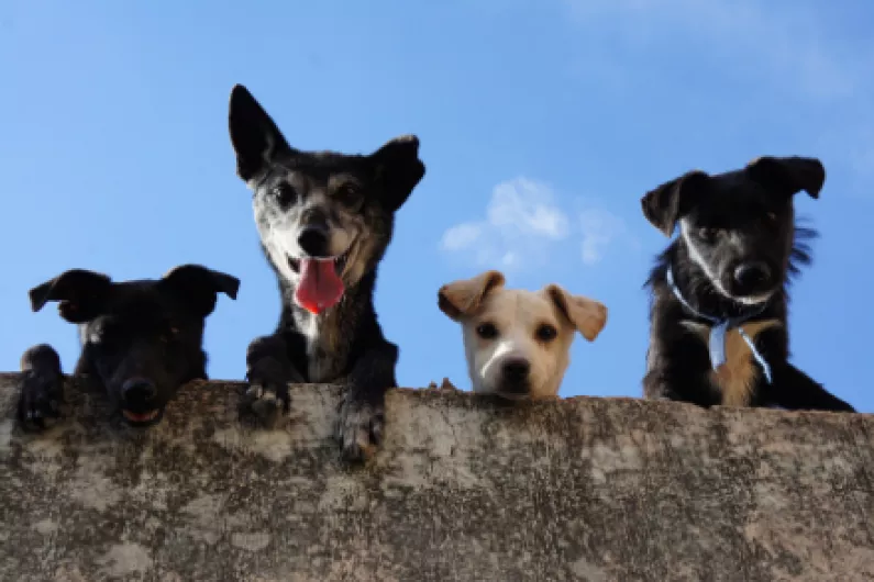 Increased numbers at Leitrim Animal Welfare Centre following easing of restrictions