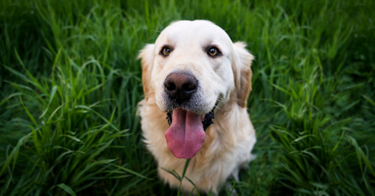 Therapy dogs nationwide recognised with special Christmas blessing - Vimarsana News