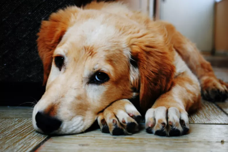 Leitrim dog owners warned to keep their pets under control