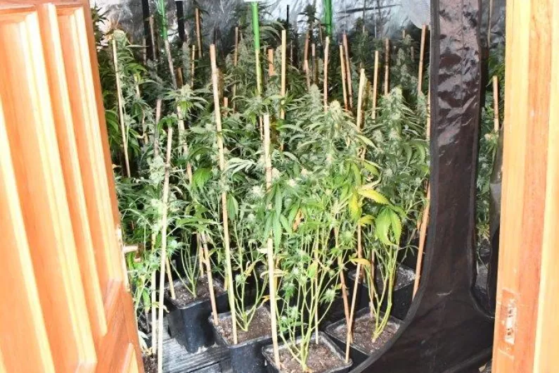 Man arrested after cannabis growhouse discovered in Roscommon