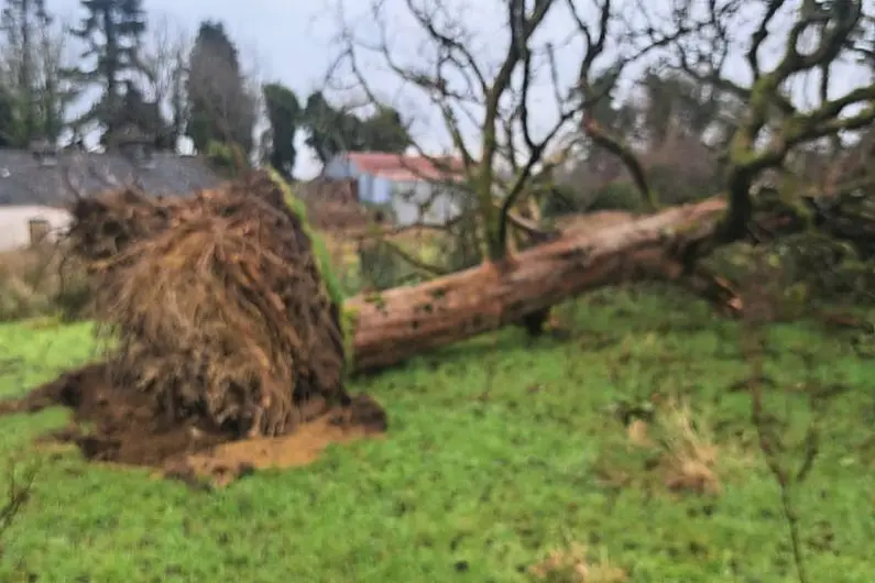 Podcast: Historic tree destroyed in the Storm