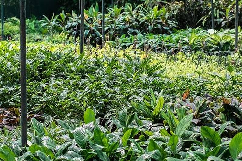 Over 114 sites in Leitrim treated for invasive plants in last four years