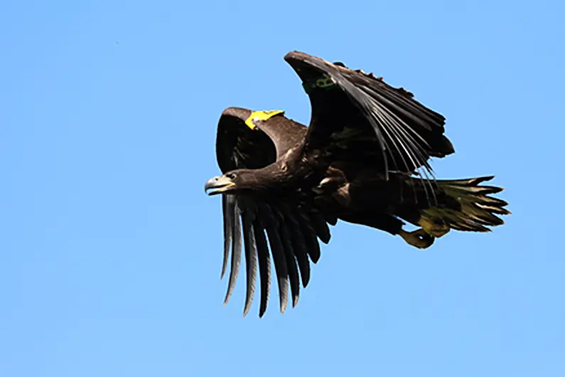 Investigation launched into death of protected White-Tailed Eagle near Mullingar