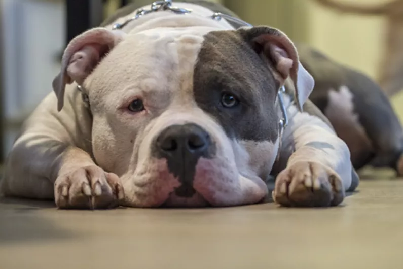 Ireland to ban XL Bully dog breed in October