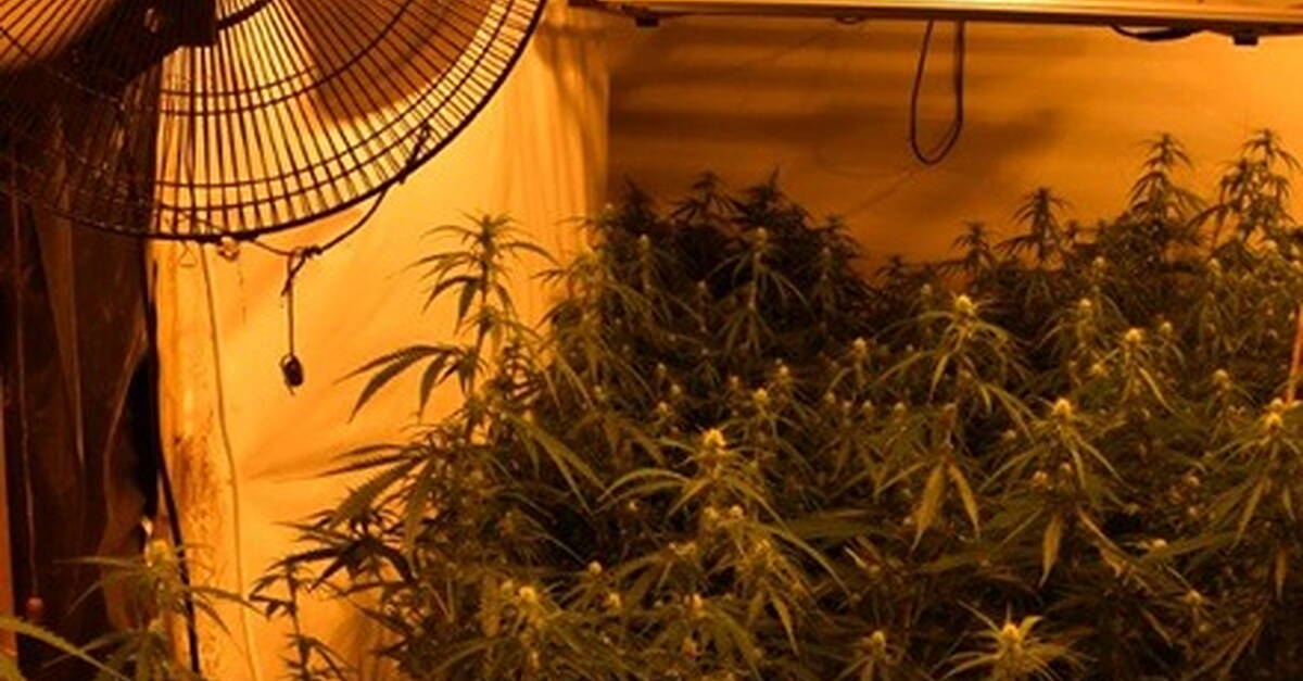 Cannabis plants worth over €300,000 seized at grow house in Athlone ...