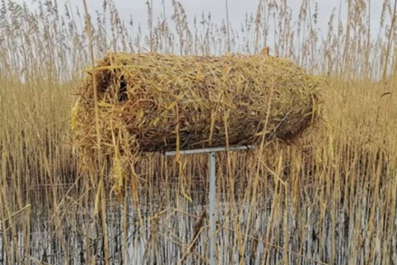 LISTEN: NPWS warden Owen Murphy talks about protecting fowl on Lough Ree