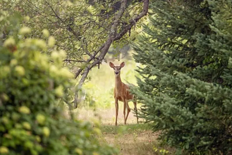 Leitrim Council called on to address spread of wild deer in the county