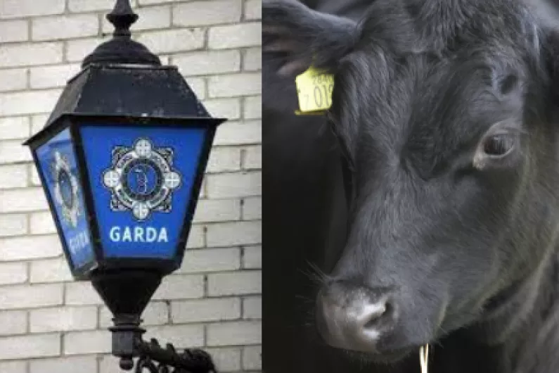 Calves stolen from Roscommon farm