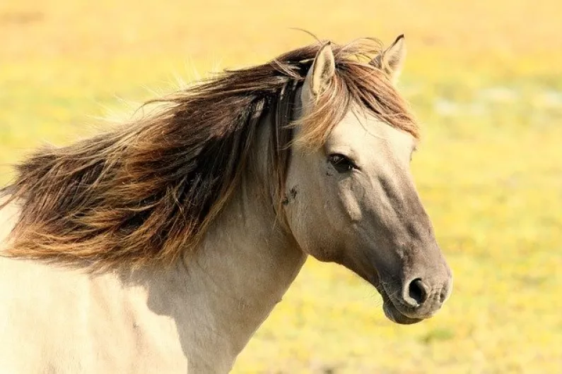 Concerns over unauthorised horse trading in Ballinasloe