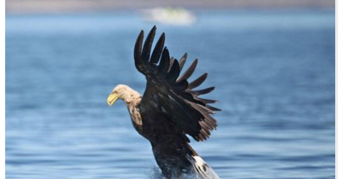 Information sought following discovery of dead White-tailed Eagle in Cavan - Vimarsana News