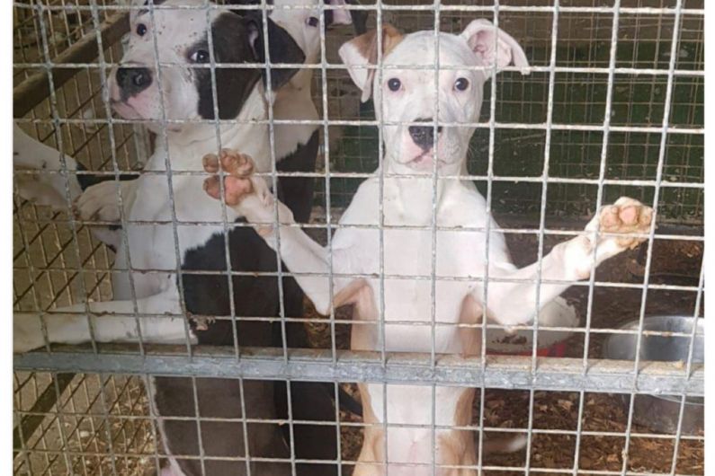 Investigation launched after 6 dogs seized in Sligo