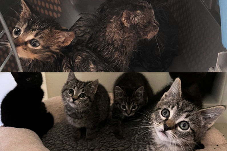 Public appeal to rehome abandoned kittens in Longford