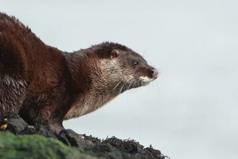 Your help is needed with a new survey on otters in Ireland
