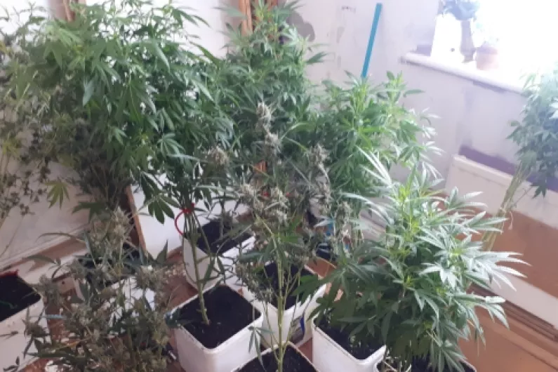 Gardai seize up to 40k worth of suspected cannabis plans in Edgeworthstown growhouse