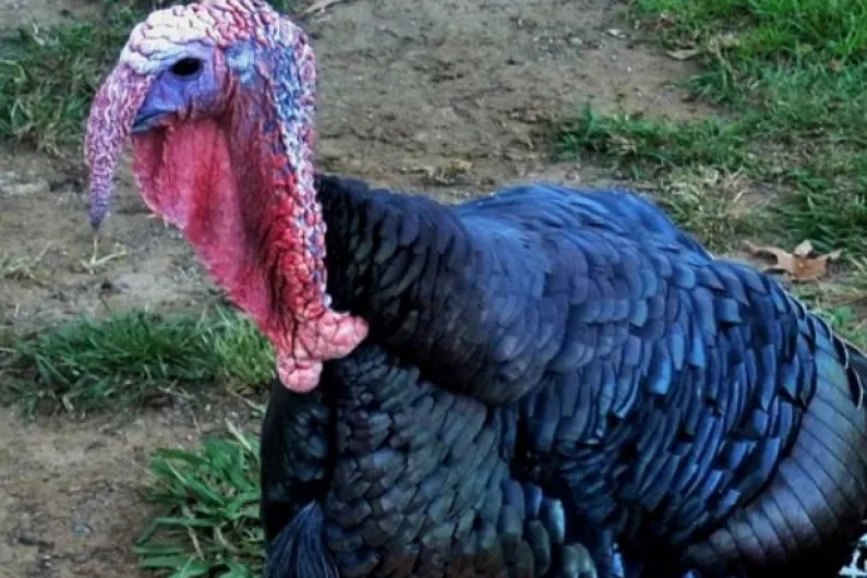 Agri Minister hopes bird flu outbreak won't affect Christmas turkey stocks