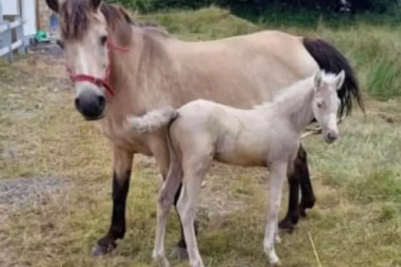 LISTEN: Urgent appeal for information after 6 week old foal taken in Leitrim