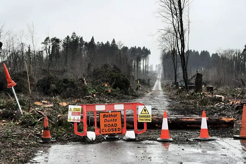 Longford senators call for government aid for forest owners amid 'crisis'