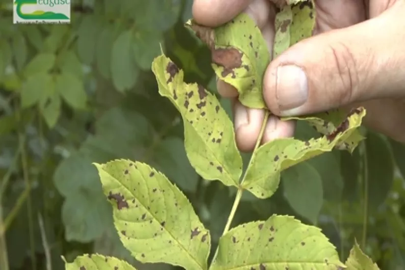 Leitrim Councillor calls special funds for farmers to deal with ash dieback