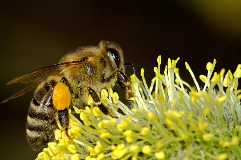 Local Senator calls for motorway grass verges to be left uncut for bees