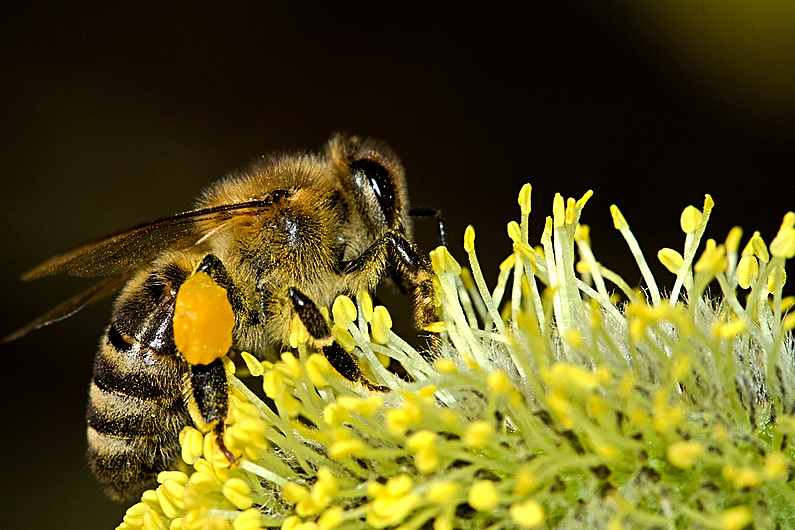Local Senator calls for motorway grass verges to be left uncut for bees