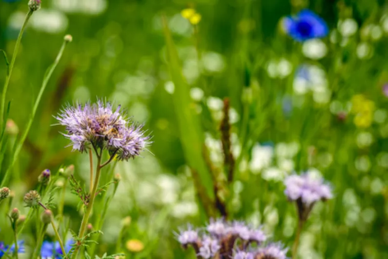 Biodiversity Officers approved for Longford and Leitrim