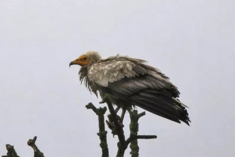 Rare Egyptian vulture spotted in County Roscommon