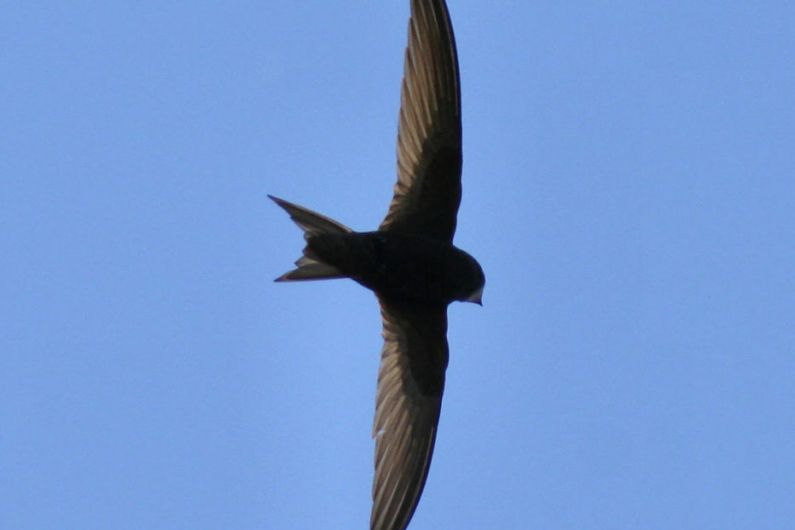 A Longford wildlife enthusiast appeals for people to help swifts breed successfully