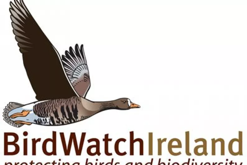 Roscommon native and Birdwatch Ireland's Brian Burke chats about latest waterbird survey
