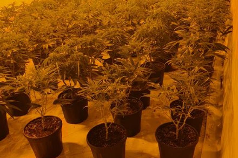 Significant seizure of cannabis plants in east Galway town