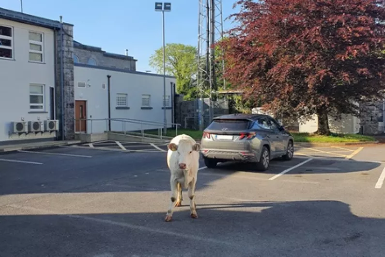 Roscommon Gardai caught and returned a run-away cow