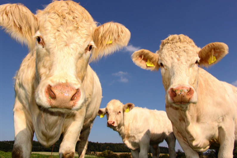 Farmers urged to take steps to protect their livestock during the hot spell