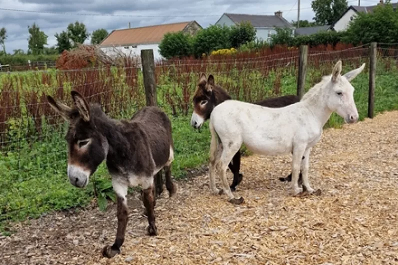 Listen: Longford equine rescue hosts major donkey veterinary training event