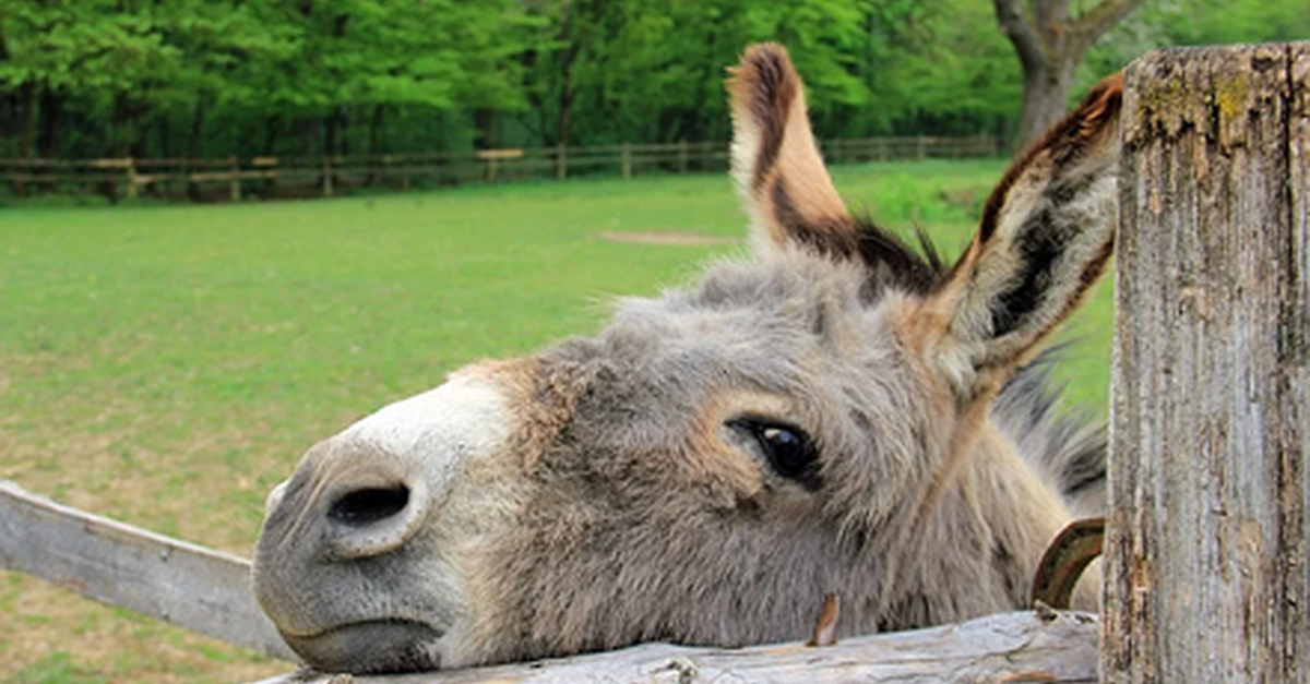 Irish donkey gets mention in two Golden Globe speeches - Vimarsana News