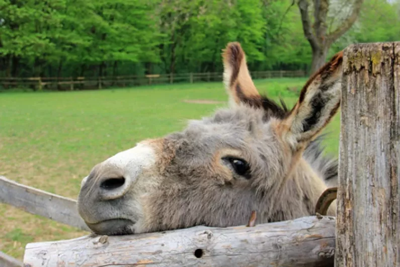 Irish donkey gets mention in two Golden Globe speeches