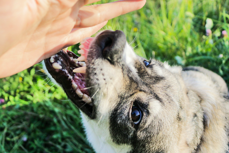 Courts too lenient on dog attacks - Longford Warden