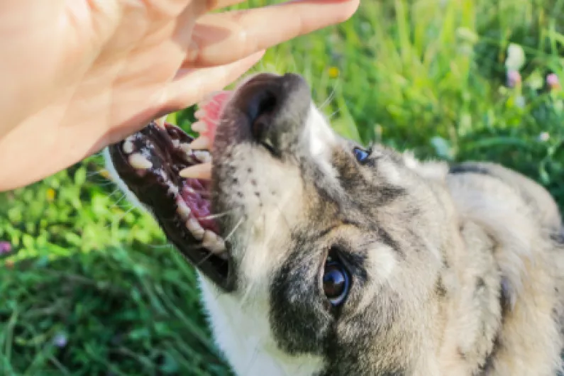 Local vet urges pet owners to reevaluate response to dog bites