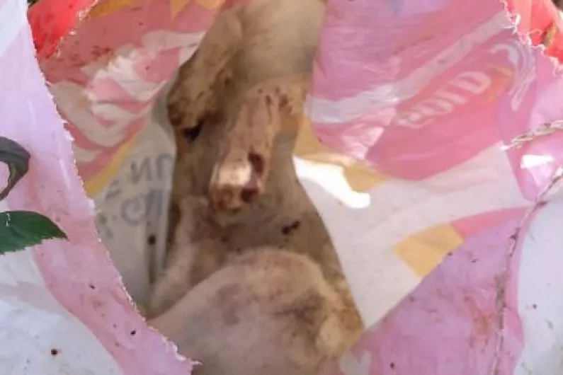 GRAPHIC: Leitrim charity horrified by callous dumping of dead dog by canal