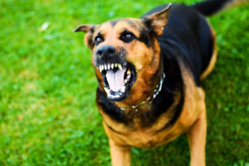 Over 80 dog attacks reported in Leitrim in recent years