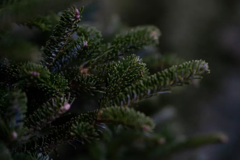 People in Longford can dispose of their real Christmas tree for free