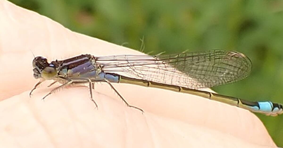 Workshop on Dragonflies and Damselflies to take place in Roscommon this ...