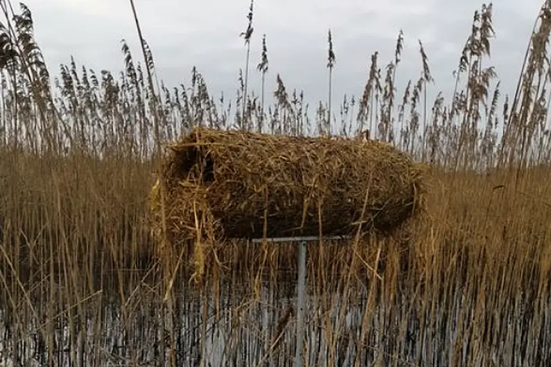 New project hopes to increase number of ducks on Lough Ree