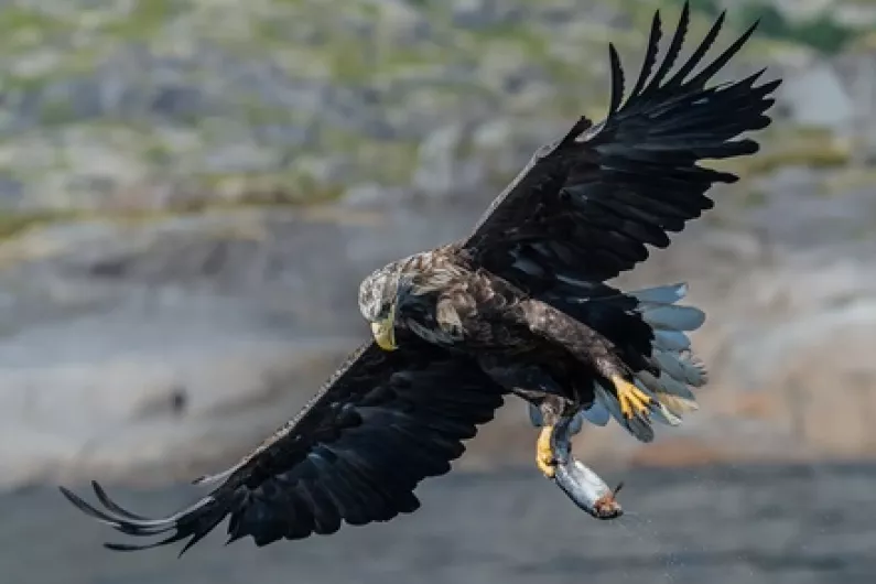 Rare protected species of eagle found dead in Roscommon