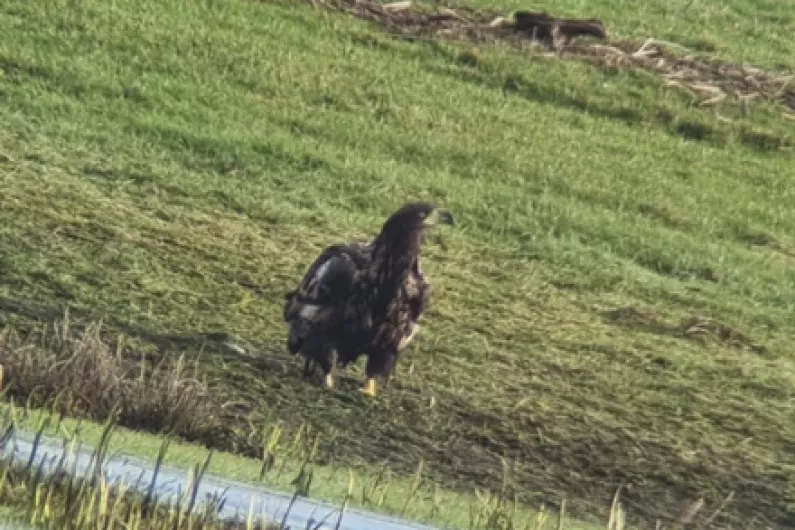 LISTEN: Two white-tailed eagles spotted in south Roscommon this week
