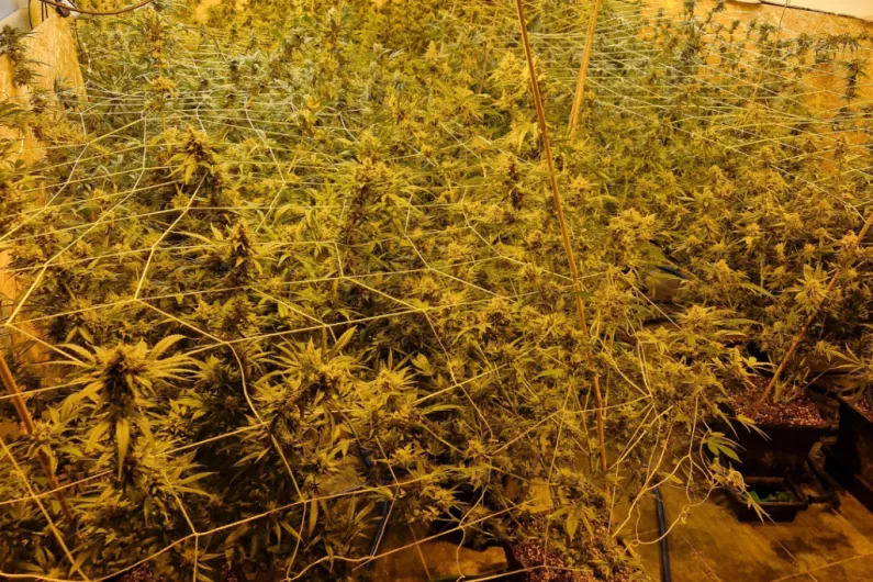 Gardai raid another big cannabis growhouse in west Roscommon