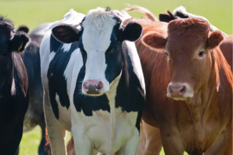 Longford farmers invited to attend suckler breeding walk